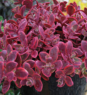 Sedum SunSparkler® 'Wildfire'