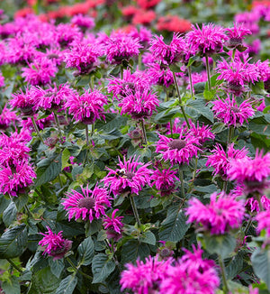 Monarda Bee You™ 'Bee Free'