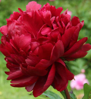 Paeonia lactiflora 'Peter Brand'