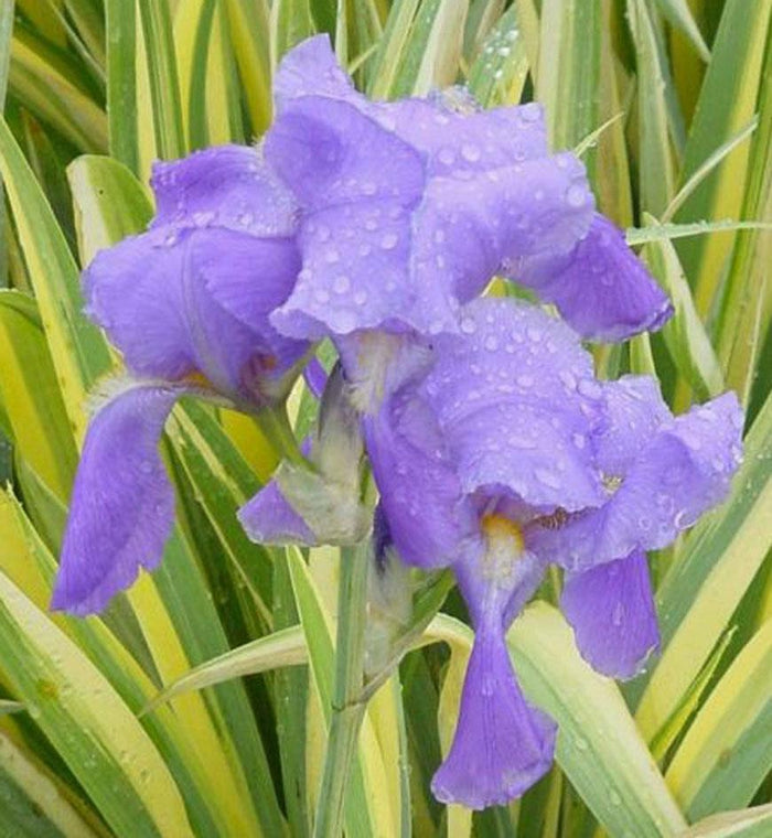 Iris pallida 'Aurea Variegata'