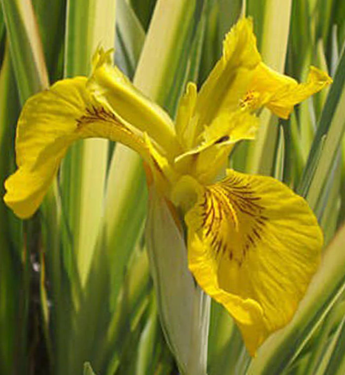 Iris pseudacorus 'Variegata'