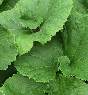 Petasites japonica 'Giganteus'