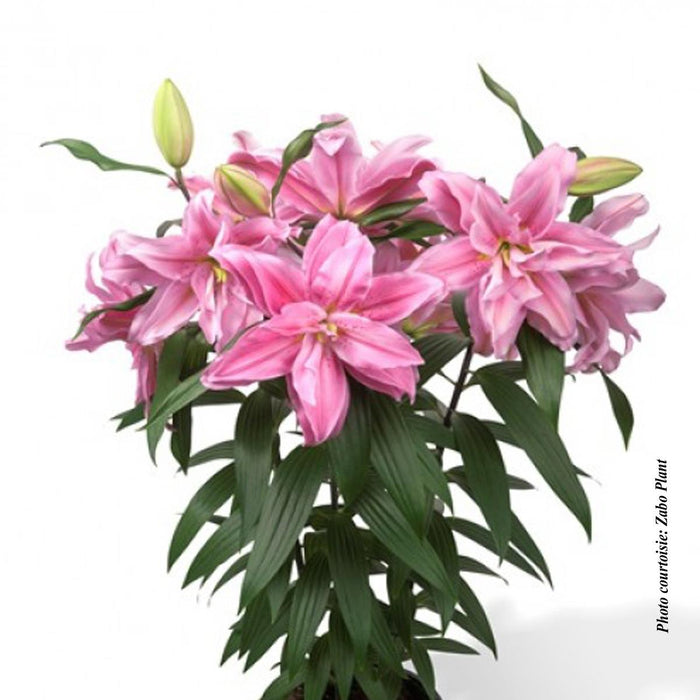 Lilium Roselily™ 'Sara' (Double Oriental)