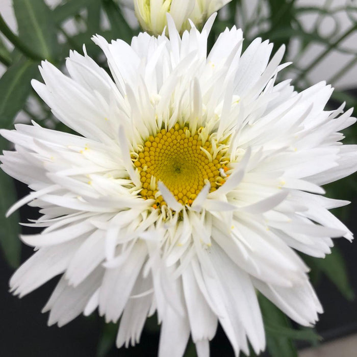 Leucanthemum Sweet Daisy™ 'Rebecca'