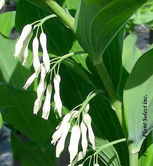 Polygonatum multiflorum