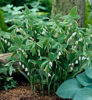 Polygonatum 'Variegatum'