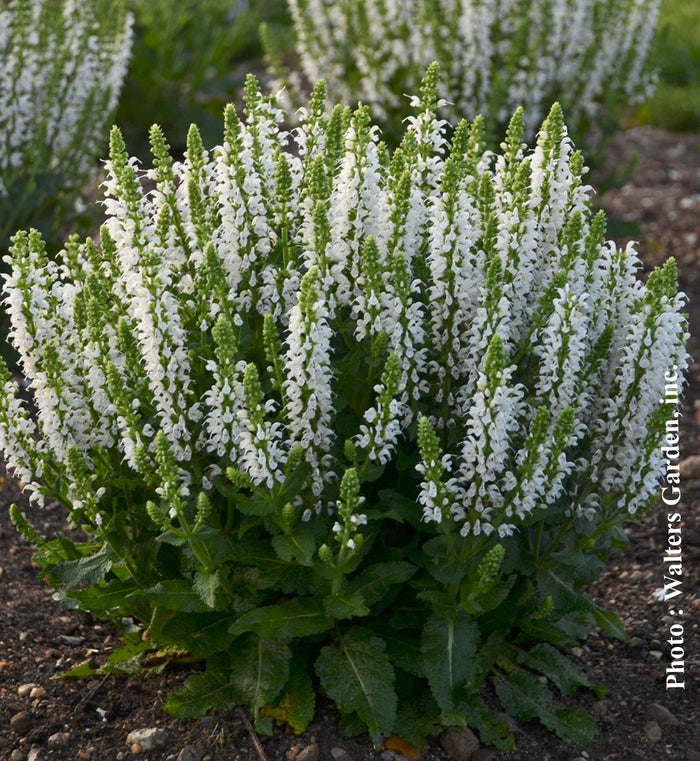 Salvia 'Bumblesnow'