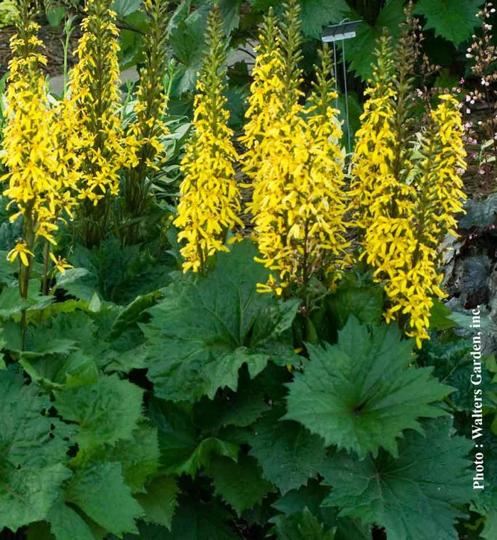 Ligularia 'Bottle Rocket'