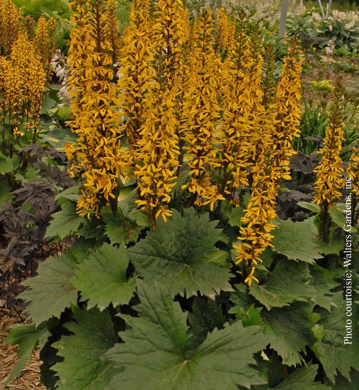 Ligularia 'Little Rocket'