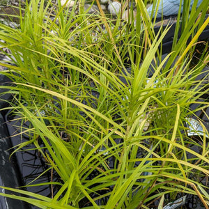 Carex muskingumensis