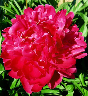 Paeonia lactiflora 'Karl Rosenfield'