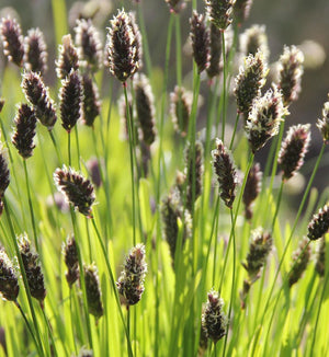 Sesleria heufleriana