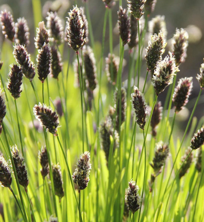 Sesleria heufleriana