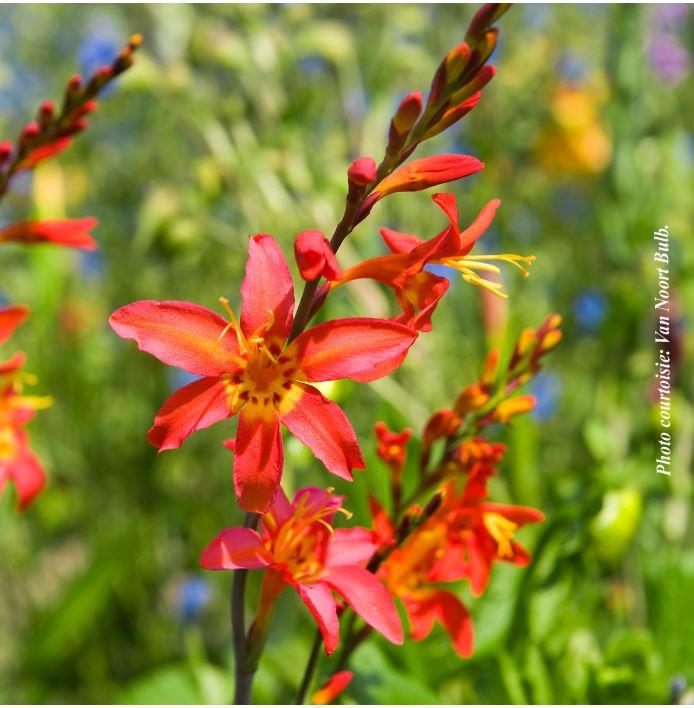 Crocosmia 'Emberglow'