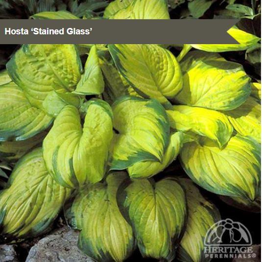 Hosta 'Stained Glass'