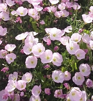 Oenothera 'Siskiyou'