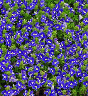 Veronica 'Tidal Pool'