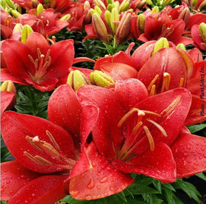 Lilium 'Summer Scarlet®'