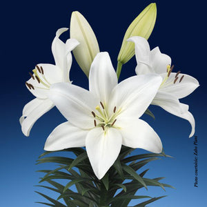 Lilium 'Summer Snow®'