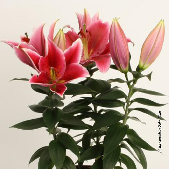 Lilium Lily Looks™ 'Sunny Martinique'