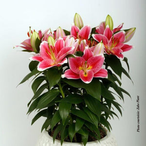 Lilium Lily Looks™ 'Sunny Robyn'