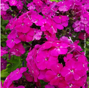 Phlox Luminary® 'Ultraviolet'