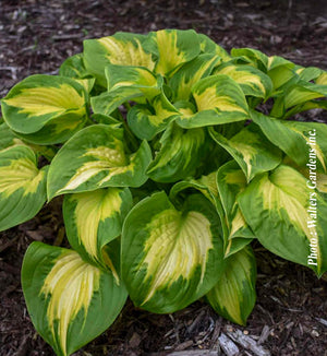 Hosta Shadowland® 'Etched Glass'