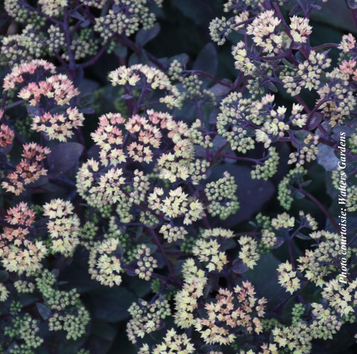 Sedum 'Night Light'
