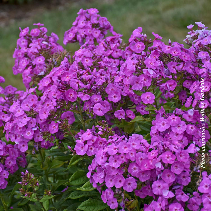 Phlox Garden Girls™ 'Cover Girl'