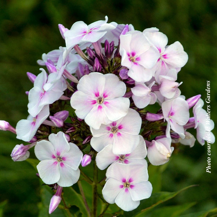 Phlox Garden Girls™ 'Party Girl'