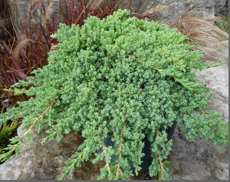 Juniperus procumbens 'Nana'