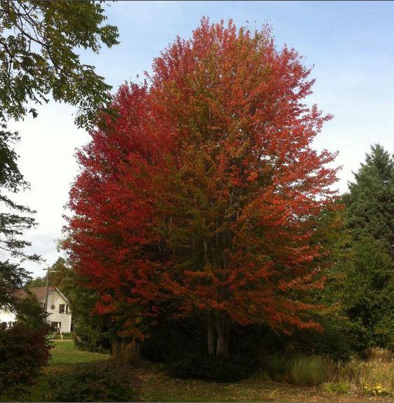 Acer rubrum