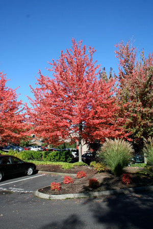 Acer rubrum 'Red Sunset®'