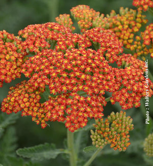 Achillea 'Sassy Summer Sunset'
