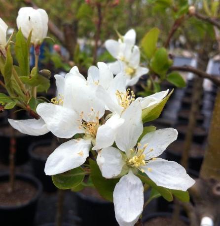 Malus 'Dolgo'