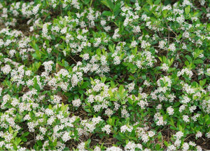 Aronia Ground Hug®