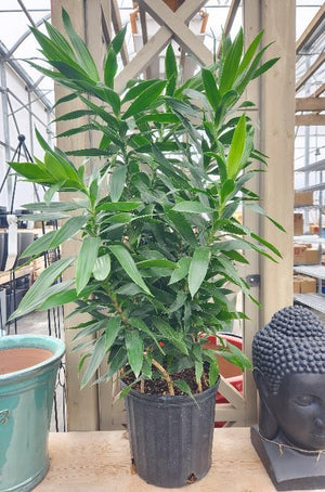Dracaena Reflexa | Beyond the House