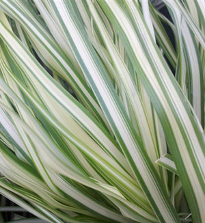 Calamagrostis 'Lightning Strike'