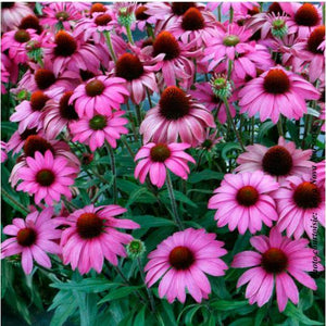 Echinacea Prima™ 'Berry'