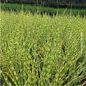 Miscanthus 'Gold Bar'