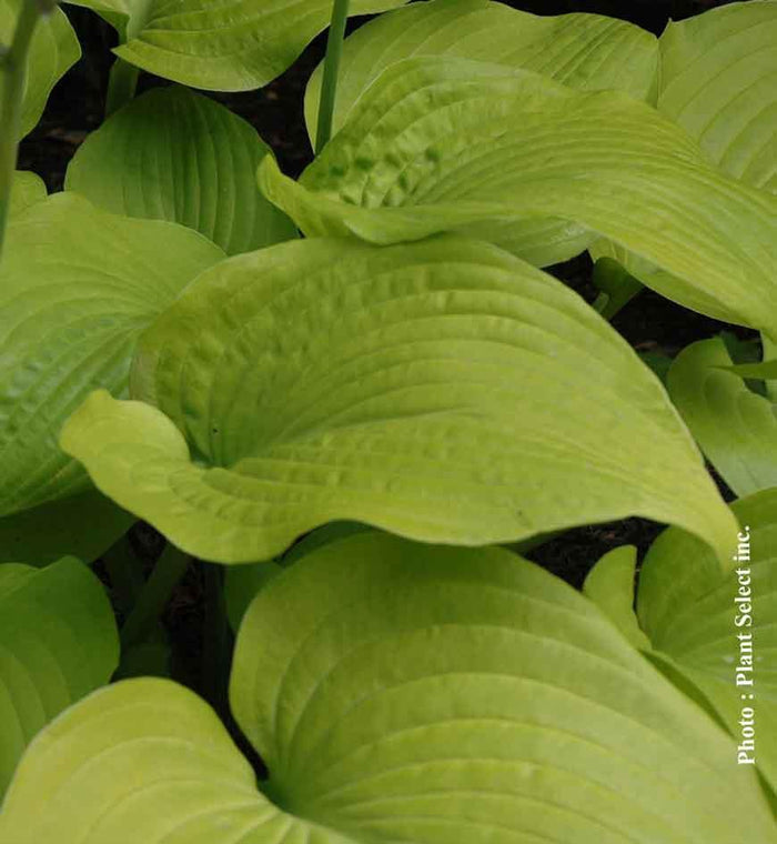 Hosta 'Osiris Ovation'