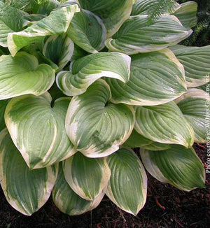Hosta 'Fragrant Bouquet'