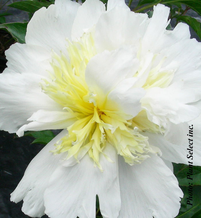 Paeonia lactiflora 'Top Brass'