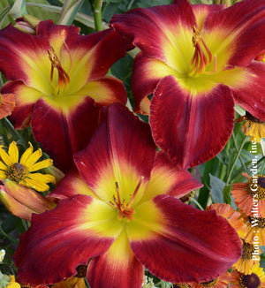 Hemerocallis 'Cherokee Star'