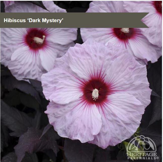 Hibiscus 'Dark Mystery'