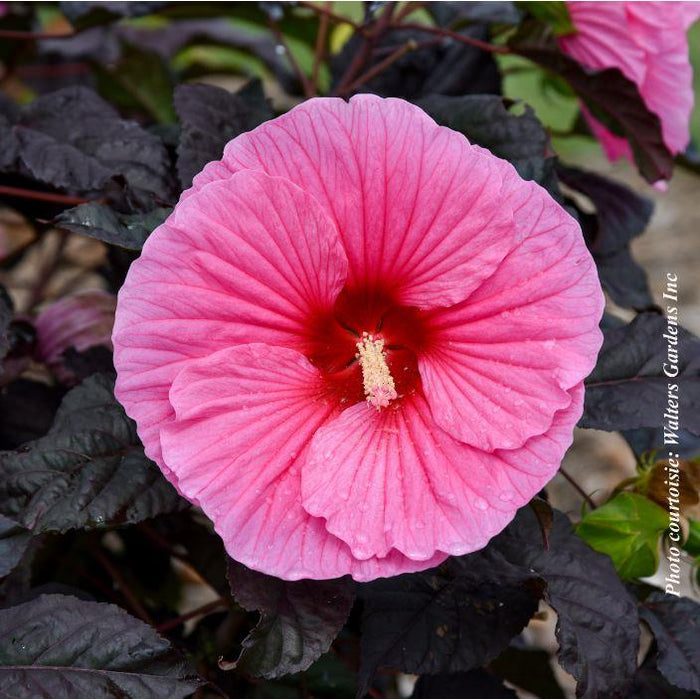 Hibiscus Summerific® 'Edge of Night'