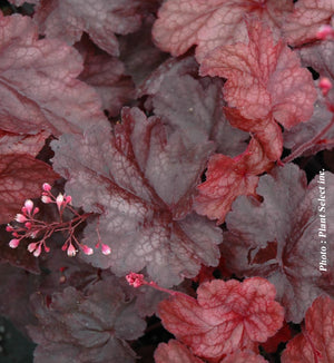 Heuchera 'Fire Chief'