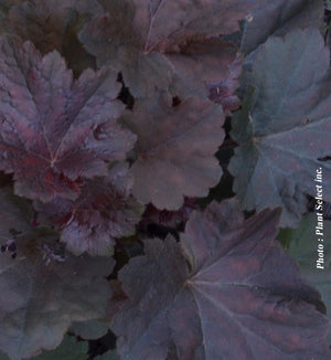 Heuchera 'Obsidian'