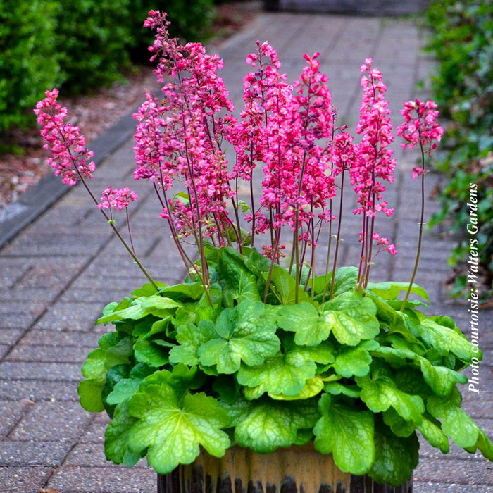 Heuchera 'Timeless Glow'