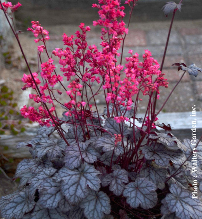 Heuchera 'Timeless Treasure'